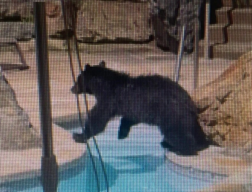 A bear straddles a narrow part of a pool.