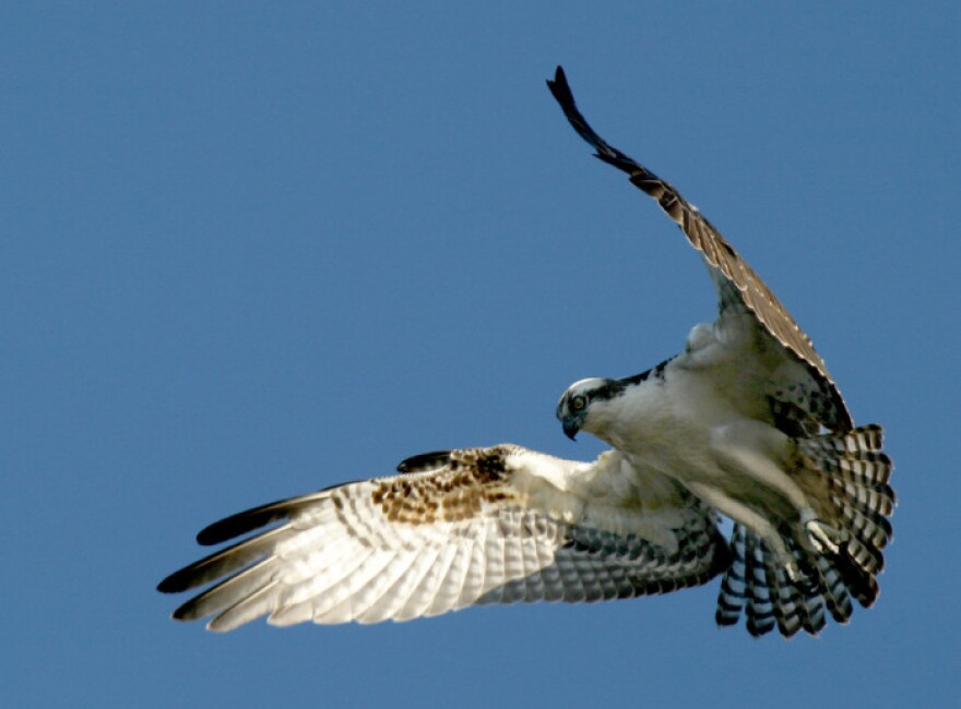 Osprey with spread wings