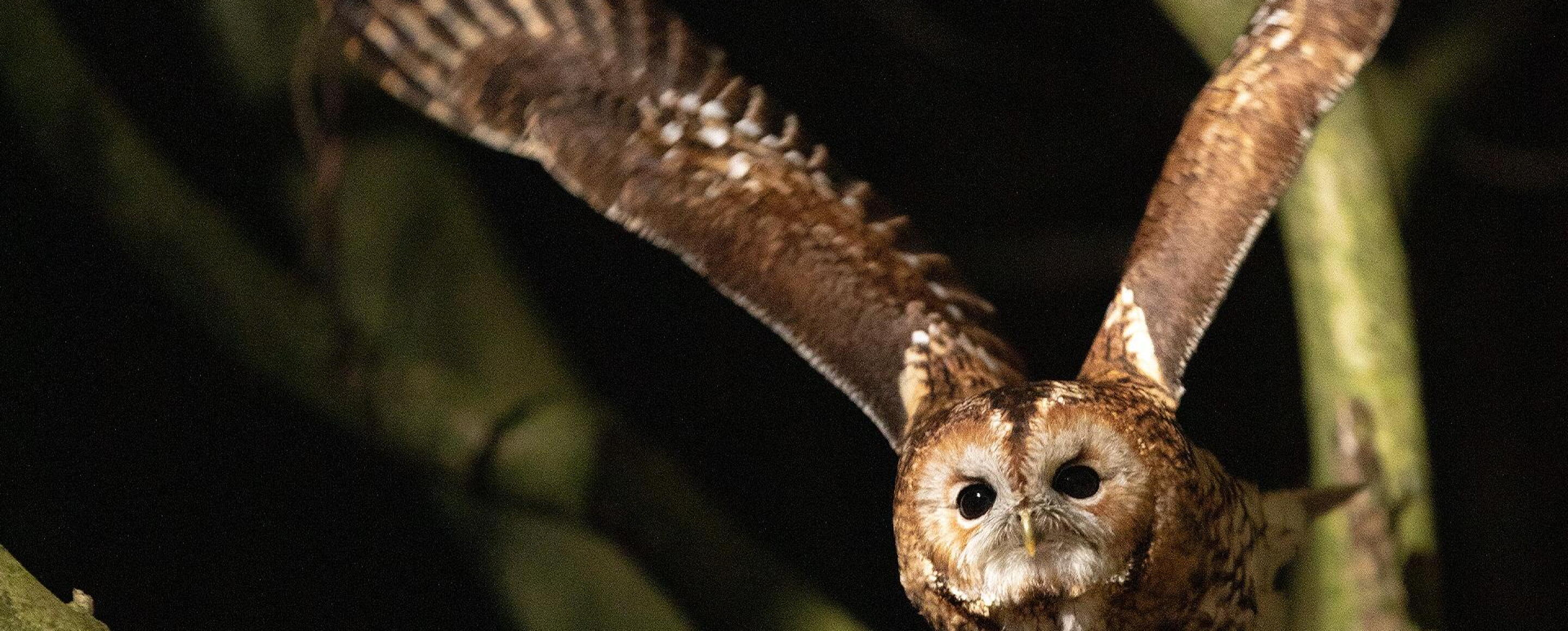 Aggressive Raptors Extreme Lives | Raptors: A Fistful of Daggers | Vermont Public