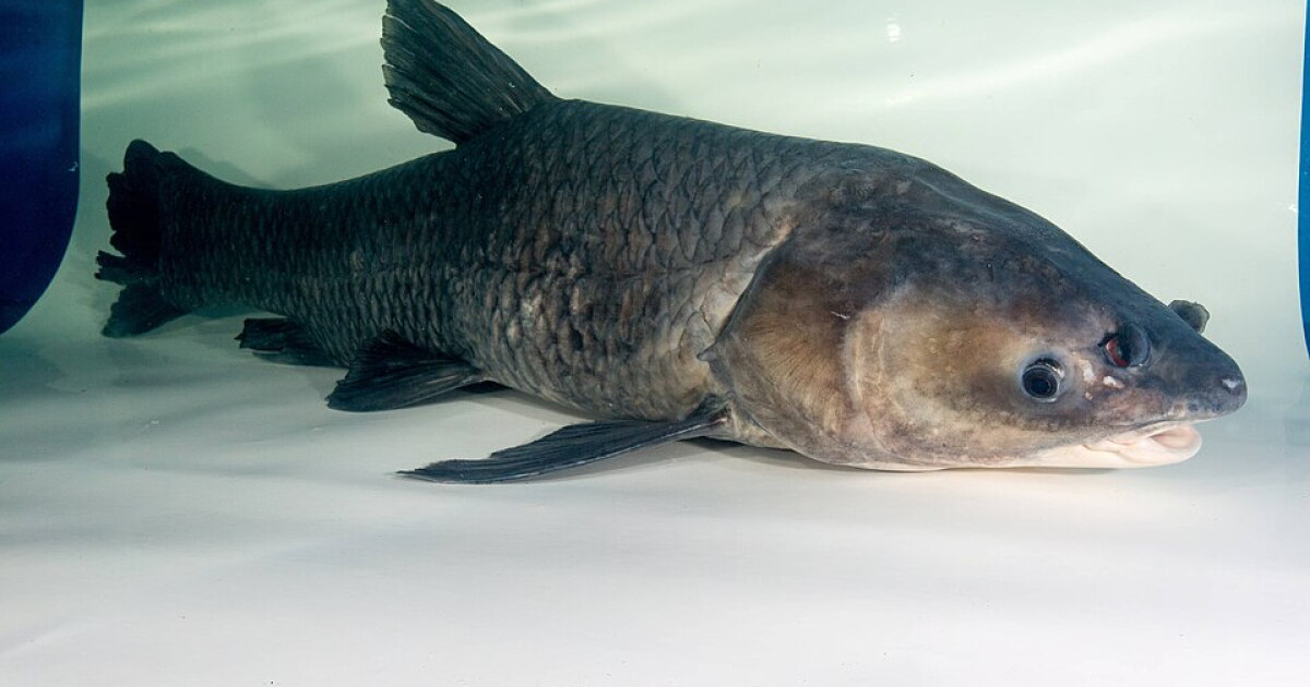 Project to keep Asian carp out of Lake Michigan set to resume as invasive fish gets closer