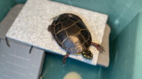 A painted turtle recovers from a run-in with an SUV while crossing a road on a hot day