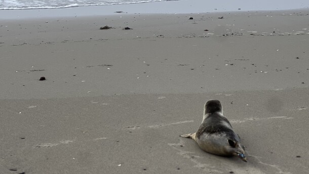 A young harbor seal called "Number 296" flops his way back to the ocean after more than two months in rehabilitation with Marine Mammals of Maine.