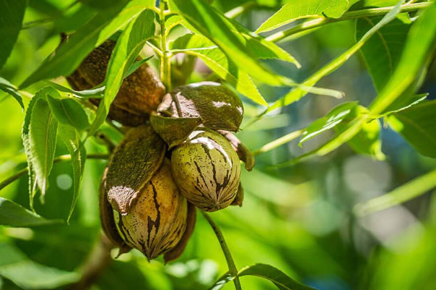 pecantree-ghp.jpg