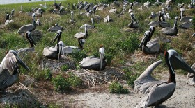 Prior to May, 2017, about 500 pelican nests, and those of other seabirds, were established on Crab Bank near Charlestons Shem Creek. 