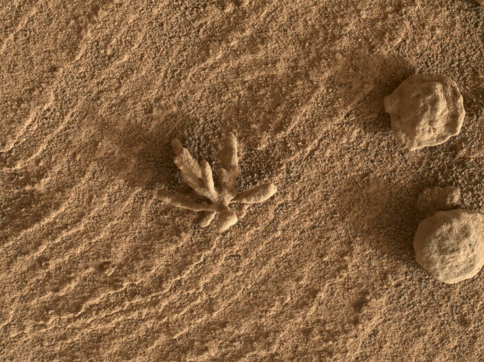 Smaller than a penny, the flower-like rock artifact on the left was imaged by NASA’s Curiosity Mars rover using its Mars Hand Lens Imager (MAHLI) camera on the end of its robotic arm. The image was taken on Feb. 24, 2022, the 3,396th Martian day, or sol, of the mission.