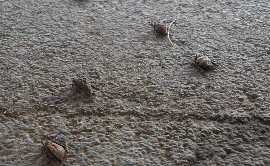 Dead bats were found under the I-35 overpass following Winter Storm Uri.