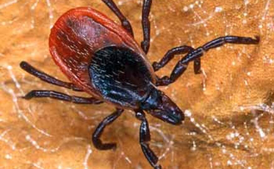 blacklegged tick