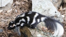 Eastern spotted skunks have been documented in at least thirty Oklahoma counties. However, the species experienced population declines throughout the mid-1900s. While the exact reasons for the decline are unknown, biologists speculate that a combination of habitat fragmentation, clean farming practices, disease, and competition with the striped skunk are to blame.<br/>