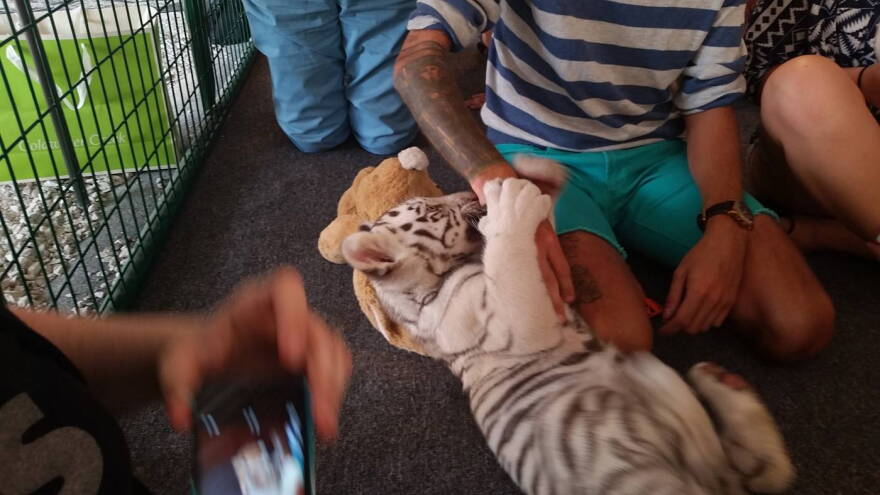 Tiger playtime customers sprawl out on the floor with the baby tigers in 2014.