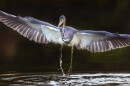 A tricolored heron spreads its wings; in Southwest Florida, unusually dry conditions last summer made for a difficult nesting season for the region’s wading birds