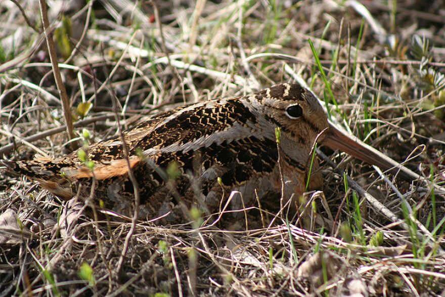 800px-American_Woodcock_Scolopax_minor.jpg