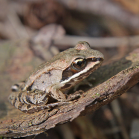 Wood frog