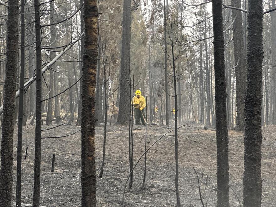 A firefighter uses a handtool to extinguish an Oregon Fire hotspot.