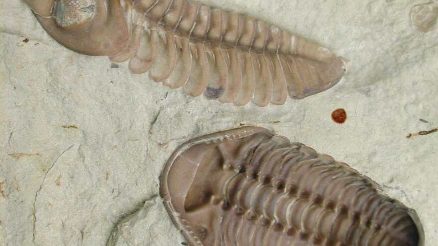 Arthopod fossil hero