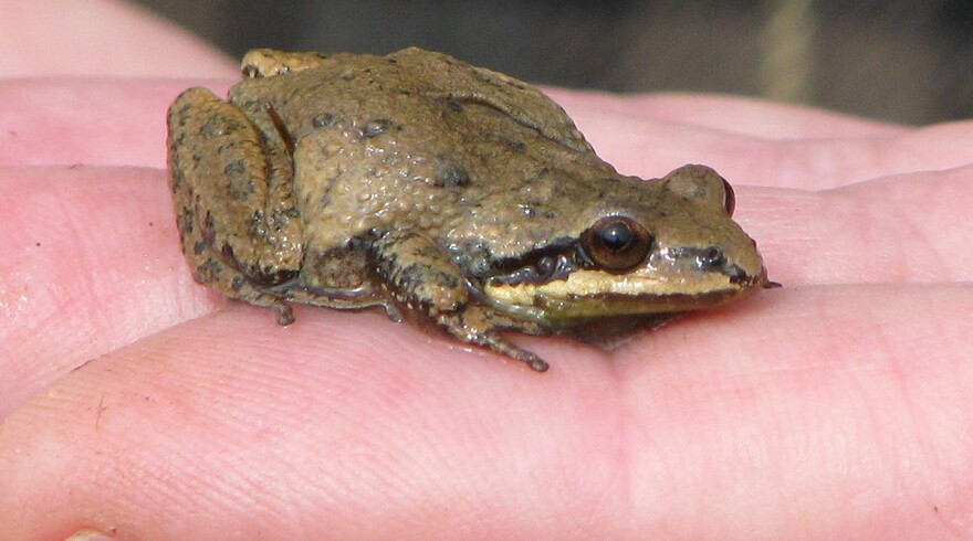 UplandChorusFrog.jpg