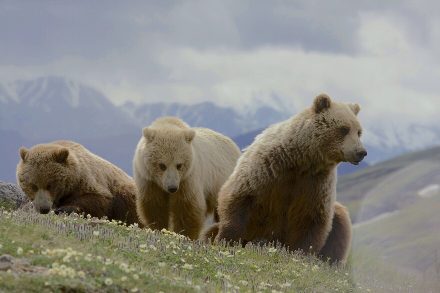 A sow with two two-year old cubs.