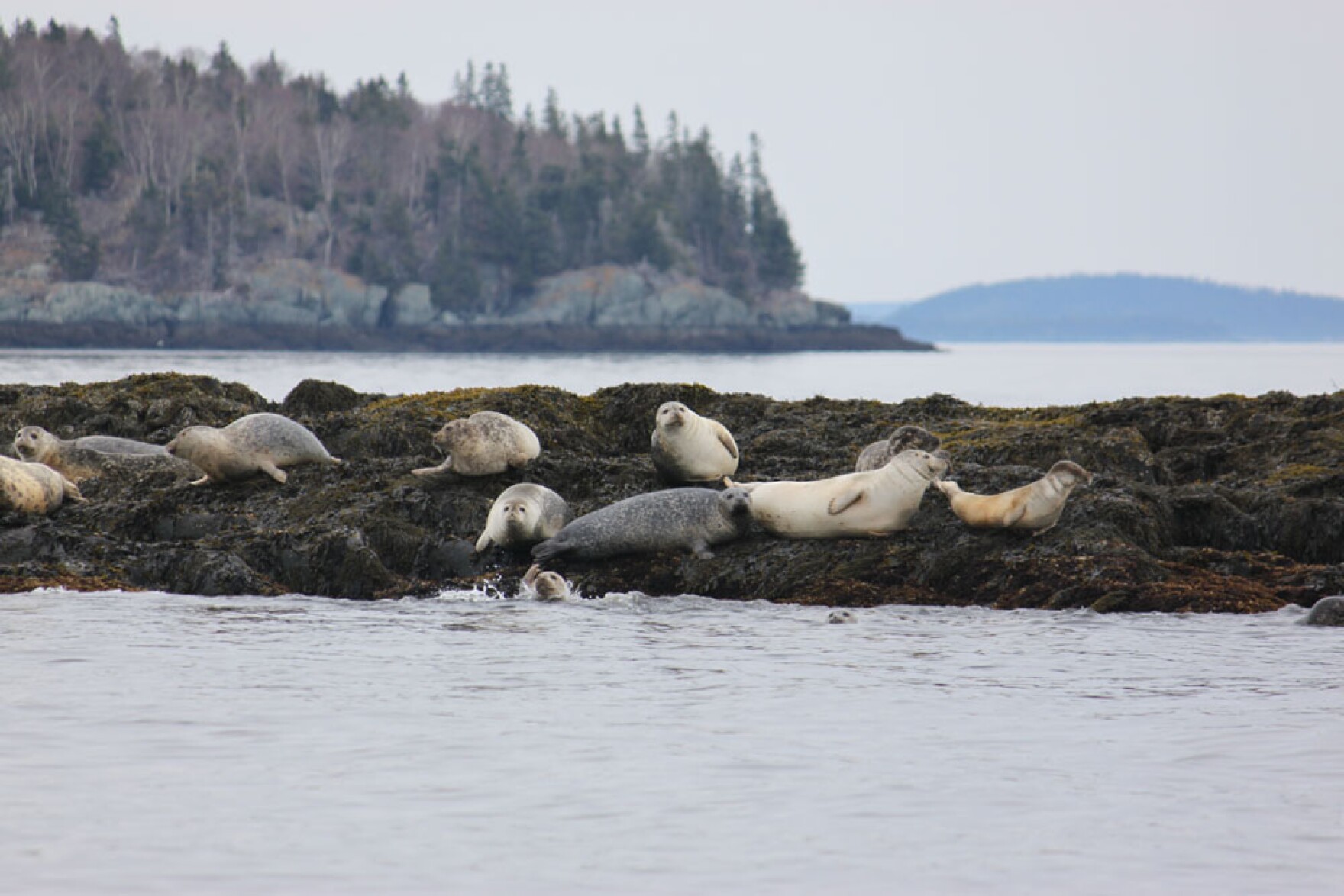 Maine seals are the latest species to be affected by persistent strain