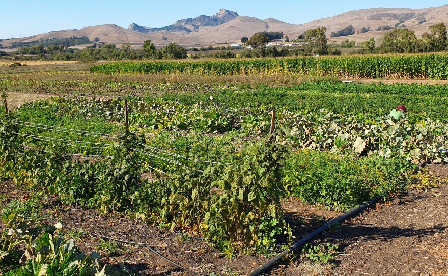 The garden is planted in in stages, the earlier plantings in the foreground and the later plantings toward the top of the photo.