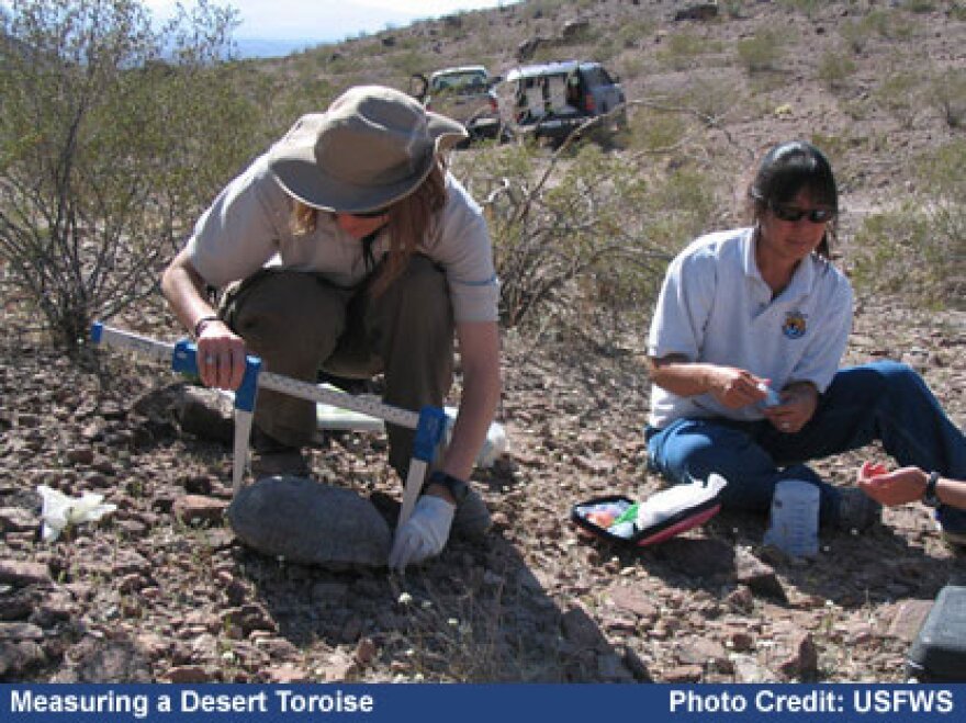 US Fish and Wildlife workers measure a desert tortoise. 