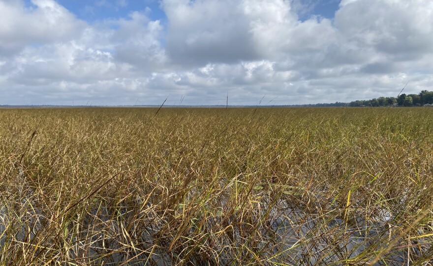 Lake Tawas is home to one of the state's largest wild rice beds.