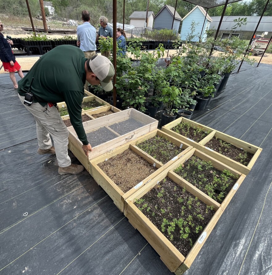 A cold frame for tree seeds