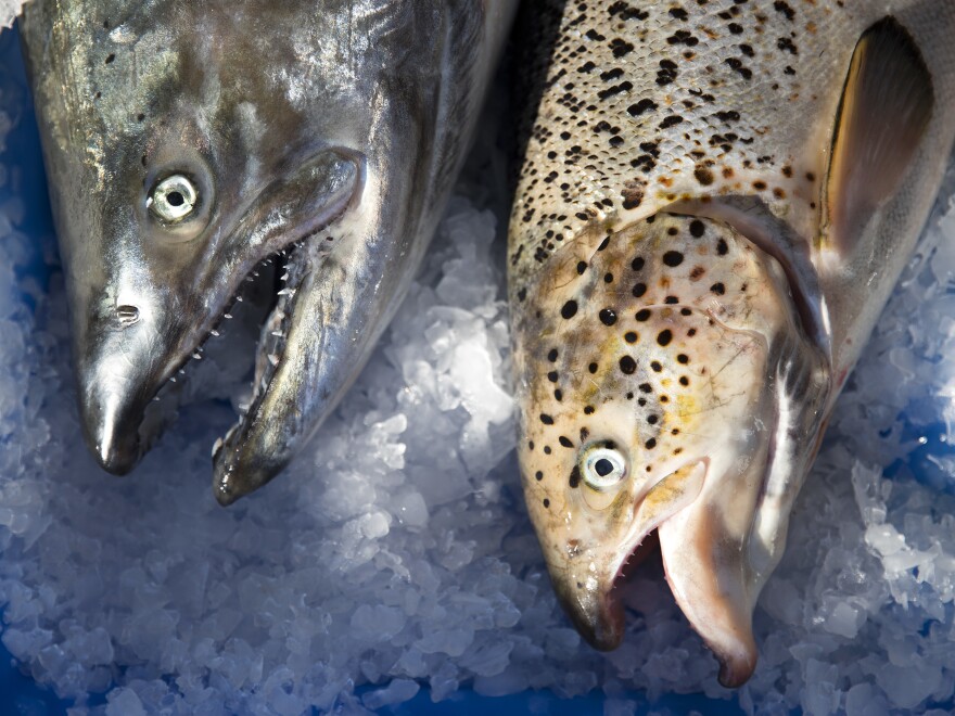 Washington state posted an identification guide to help fishers distinguish Atlantic salmon (right) from native Pacific salmon species.