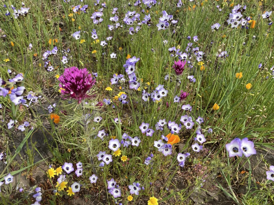 Wildflowers at North Table Mountain Ecological Reserve