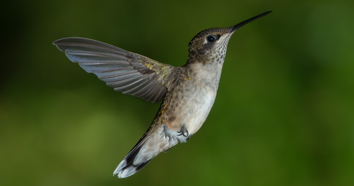 Migrating Hummingbirds WXPR