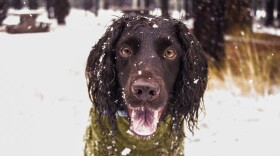 An English Cocker Spaniel named Ryder stares as snow falls around him during the first snow of the season.