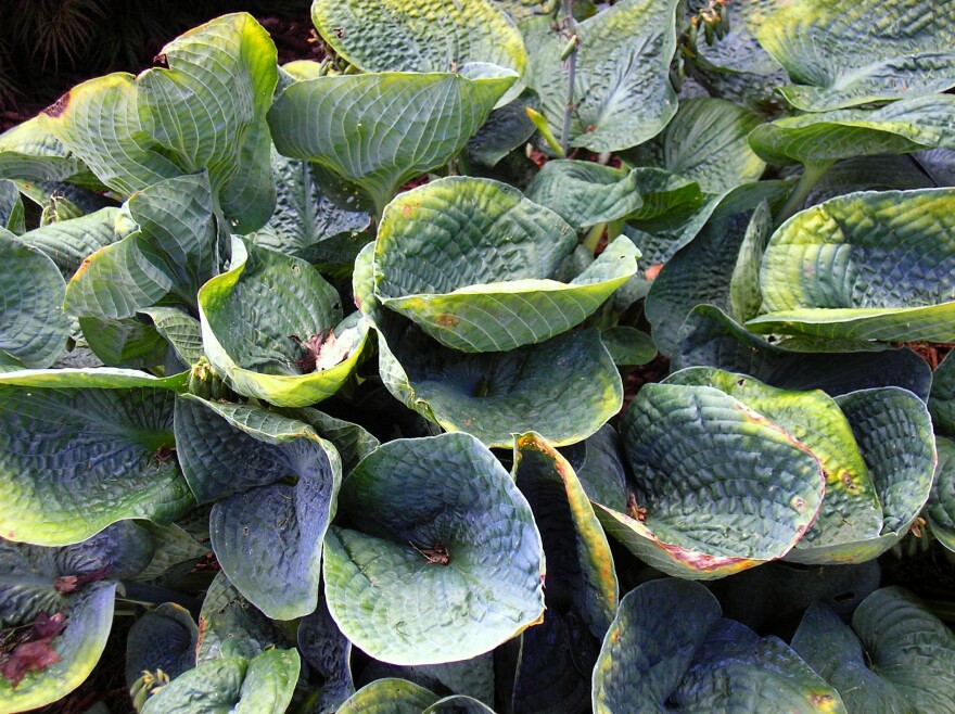 Giant Hostas