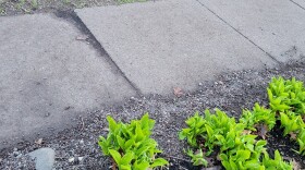 A small section of sidewalk lined with short green plants