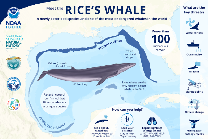 Chart showing the plight of Rice's whales