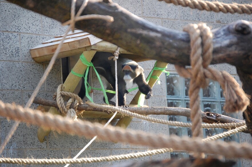 Miller Park Zoo opened the DeBrazza Monkey exhibit on Friday.