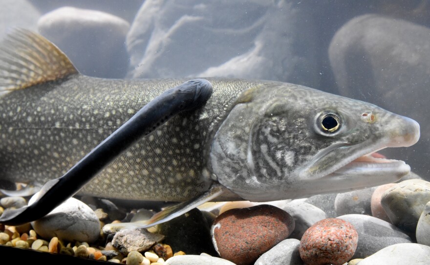 Parasitic sea lamprey attached to a lake trout 
