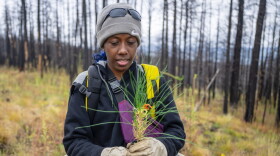 Annie Topal plants a seedling during a restoration project on the burn scar left by the Hermit's Peak/Calf Canyon Fire near Mora, N.M., Saturday, Sept. 21, 2024.