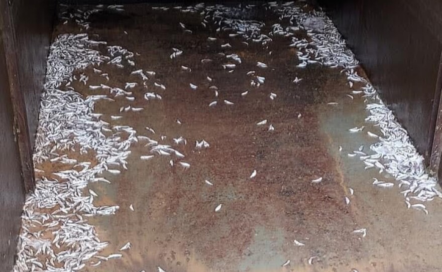 Photos taken by hatchery staff show dead pre-molt Chinook salmon after a man allegedly dumped bleach into their holding tank. Roughly 18,000 fish were poisoned and were removed from the facility.