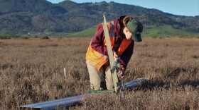 Tess Forstner (USGS) up the measuring tool as part of a study to determine the effect of sea level rise on coastal wetlands in the West. CREDIT: U.S. GEOLOGICAL SURVEY