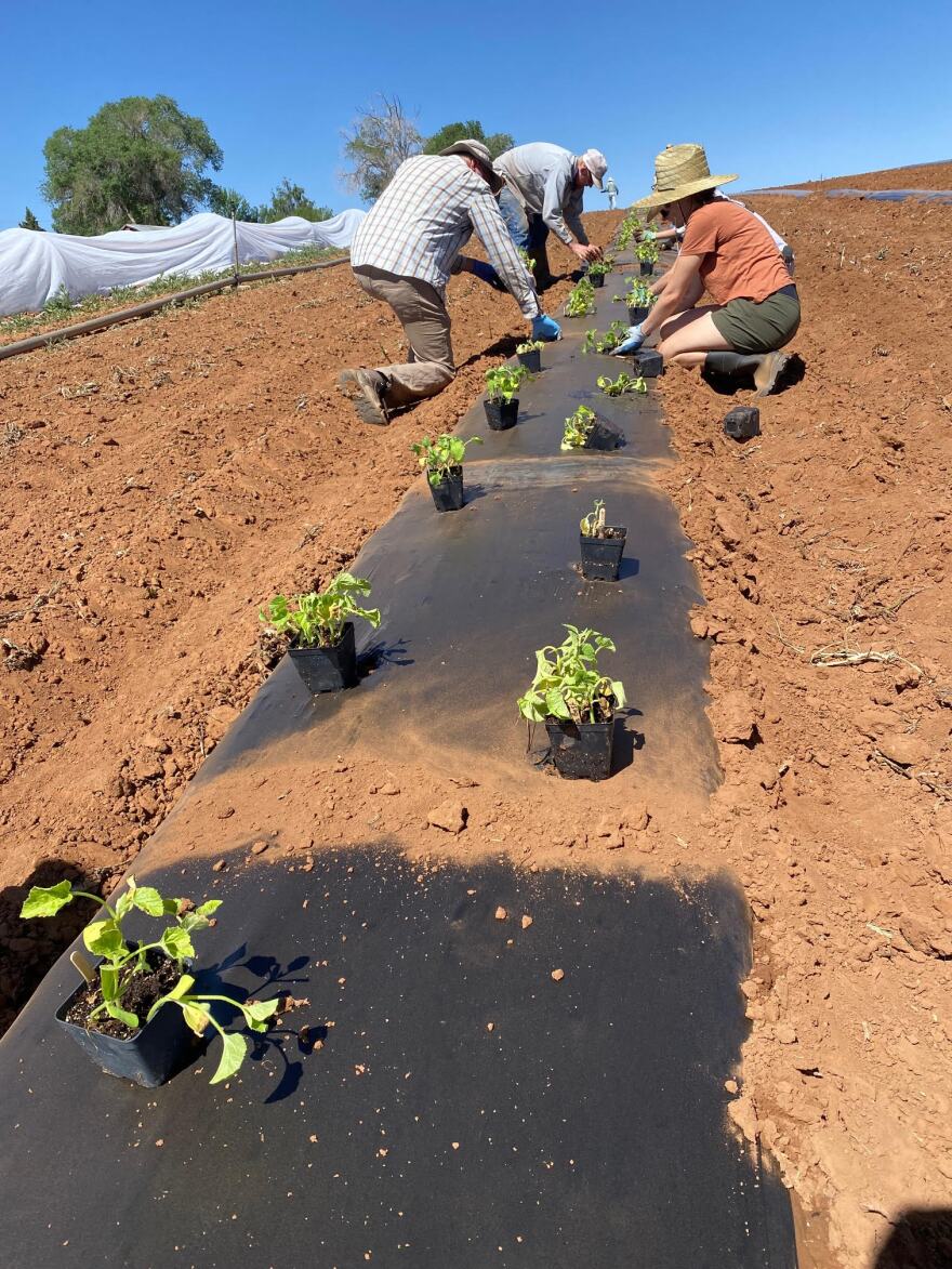Volunteers at Rohwer's Farm, in an undated photo.
