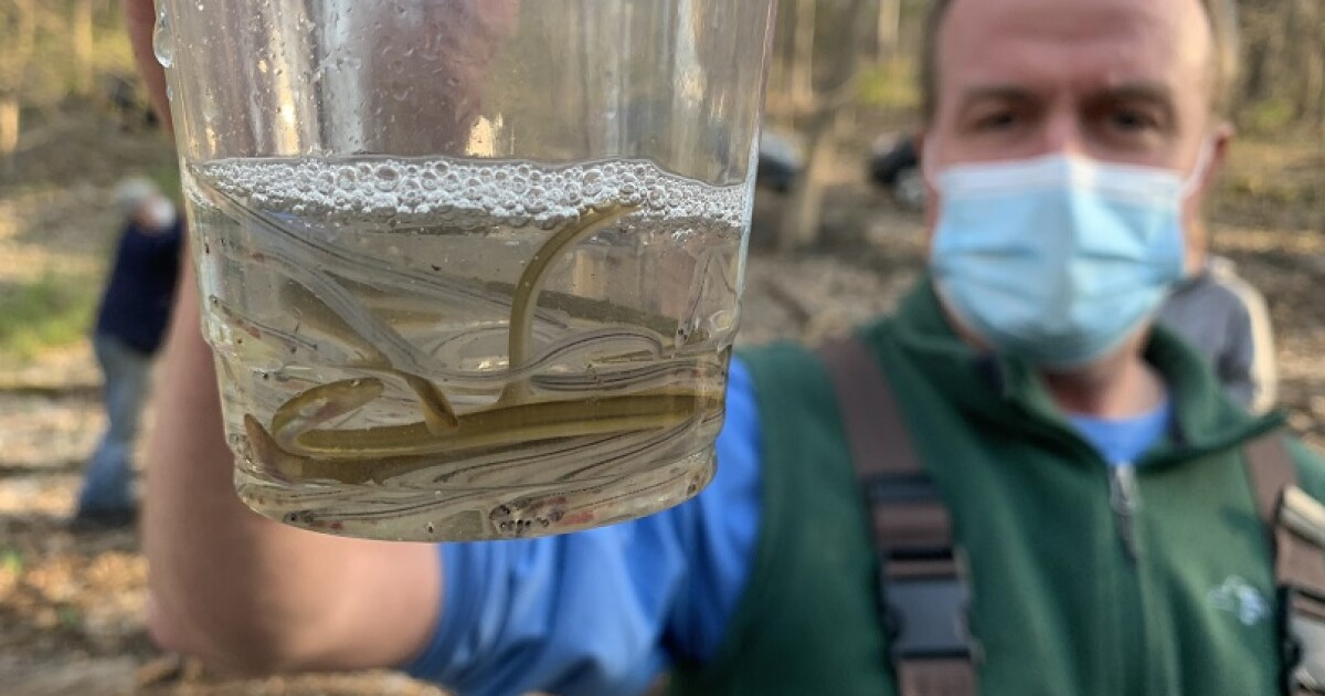 Counting Eels In The Hudson River Estuary WAMC