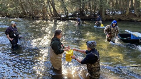 Scientists with the Little Traverse Bay Band of Odawa Indians deposit yellow plastic containers of whitefish eggs into the Jordan River. They hope the fish will pick up the river's scent, returning there to reproduce each year after they reach adulthood.