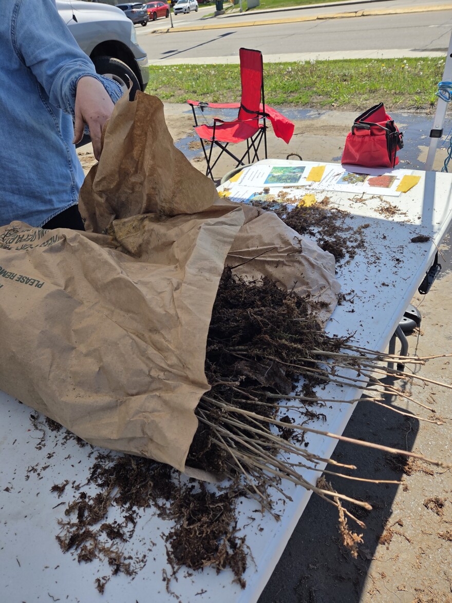 One hour into the free tree distribution at the Lueken's North parking lot on May 26, 2026, only some swamp white oaks remained of the 3,700 available saplings.