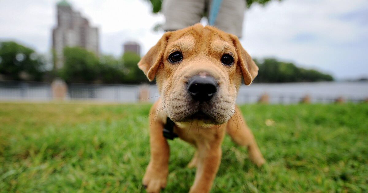 What happens after animal abuse is reported?