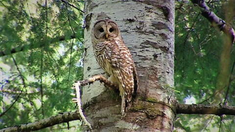 Barred owls from the east have moved in and taken over spotted owl habitat in the western forests of Oregon, and are now pushing spotted owls closer to extinction.