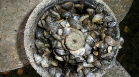 Quagga mussels clog a boat motor. (Credit: The Government of Alberta, Flickr Creative Commons)