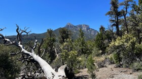 Landscaping on the Sawmill Short Loop Trail