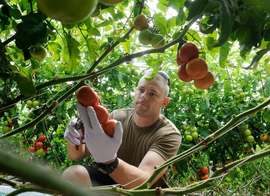 cuttingtomatoes2.jpg