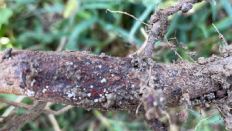 Red crown rot is caused by a soil-borne fungus that can persist in the fields for years.