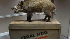 A taxidermied feral hog was on display at an open house in Rolla to get comment about hunting in the Mark Twain National Forest.