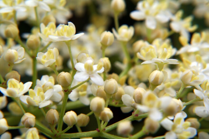 elderberry flowers
