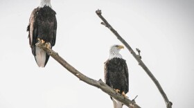 Pair of Bald Eagles seen at Shepaug Eagle Observatory — Southbury, Conn.